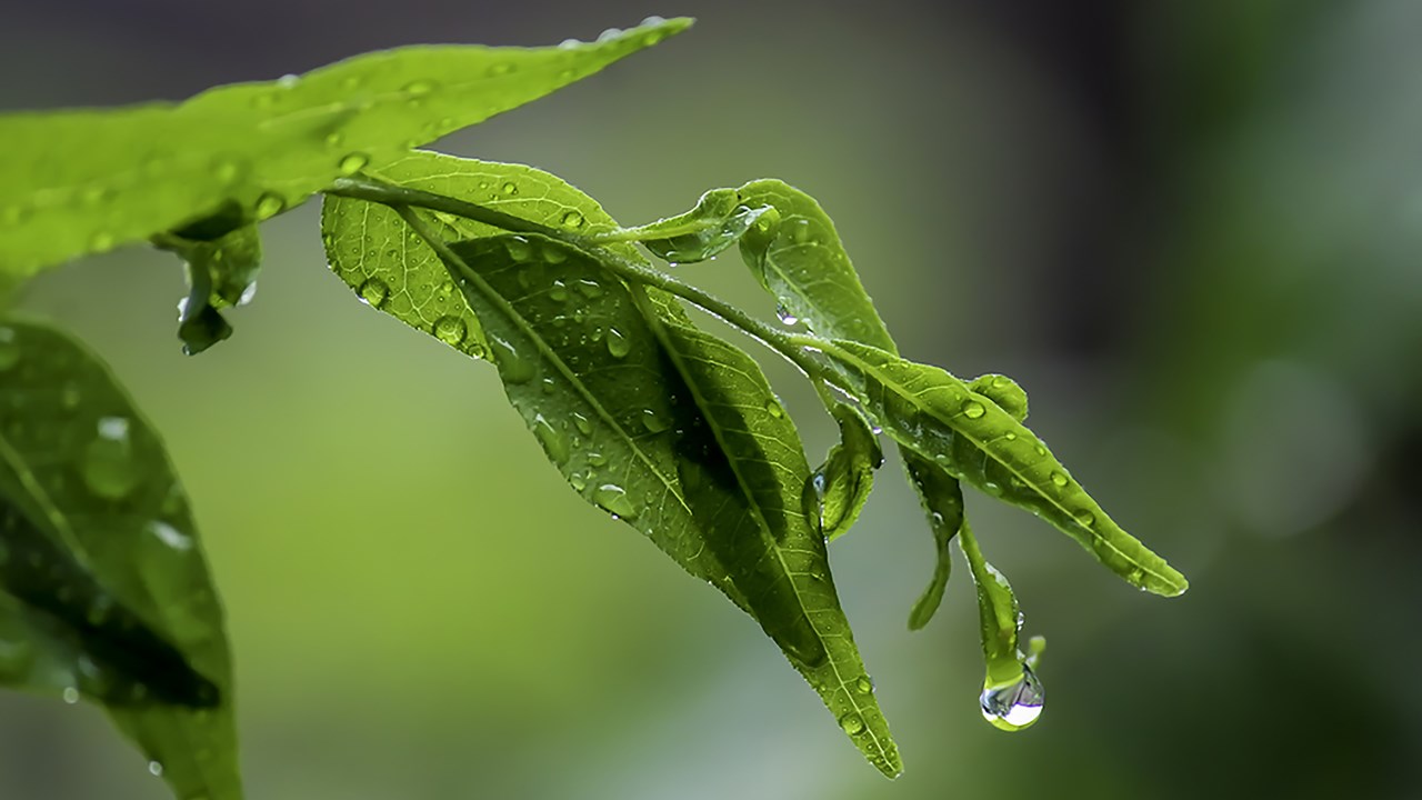 Close Up Of A Water Drop On A Leaf