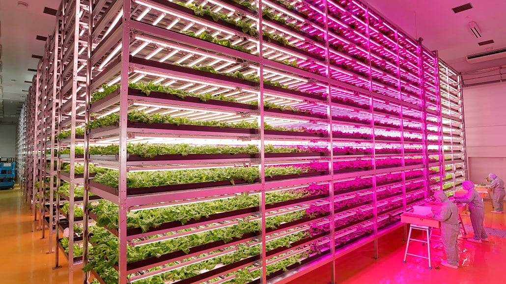 Horticulture lighting for crops