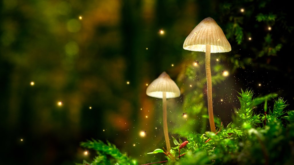 Glowing Mushroom Lamps