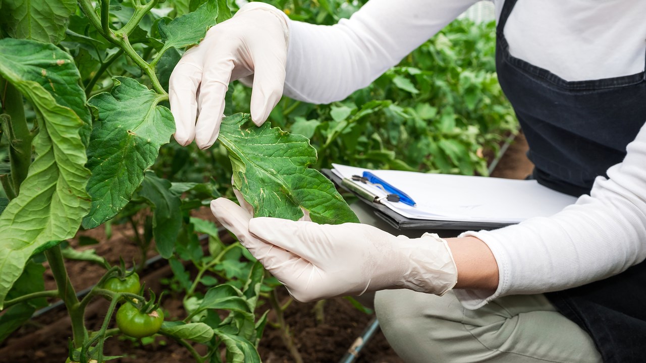 Quantitative Measurements Of Fungicide Removal For Food Safety 